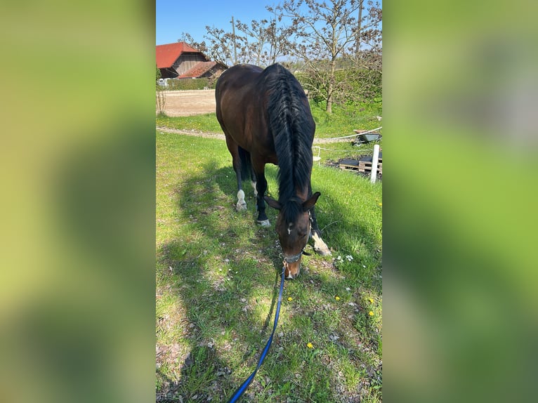Warmblood eslovaco Caballo castrado 13 años 171 cm Castaño in Saaß