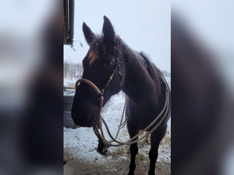 Warmblood eslovaco Caballo castrado 14 años 157 cm Negro in Regen