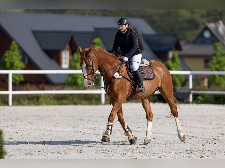 Warmblood eslovaco Caballo castrado 14 años 173 cm Alazán-tostado in Mladá Boleslav