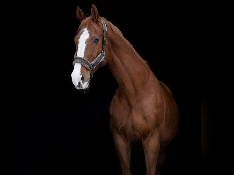 Warmblood eslovaco Caballo castrado 14 años 173 cm Alazán-tostado in Mladá Boleslav