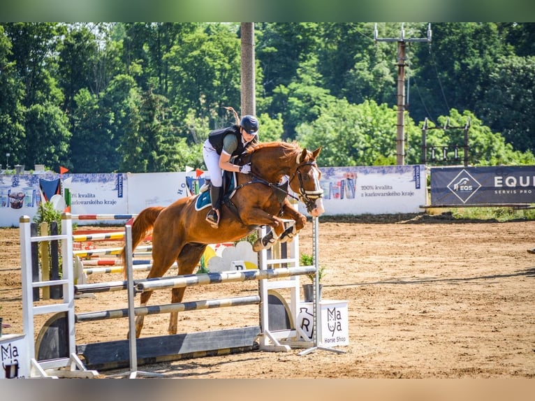 Warmblood eslovaco Caballo castrado 14 años 173 cm Alazán-tostado in Mladá Boleslav