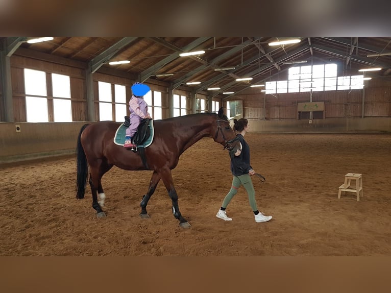 Warmblood eslovaco Caballo castrado 16 años 175 cm Castaño in Aying