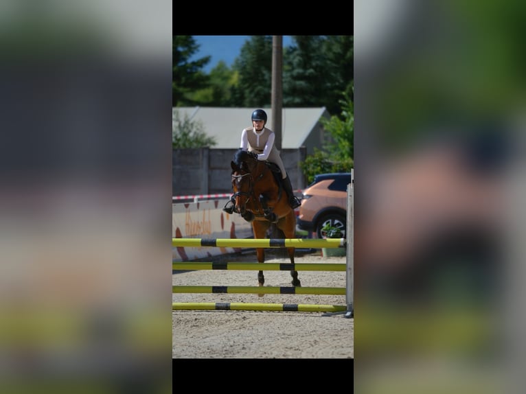Warmblood eslovaco Caballo castrado 17 años 163 cm Castaño in Rajec, Slovakia