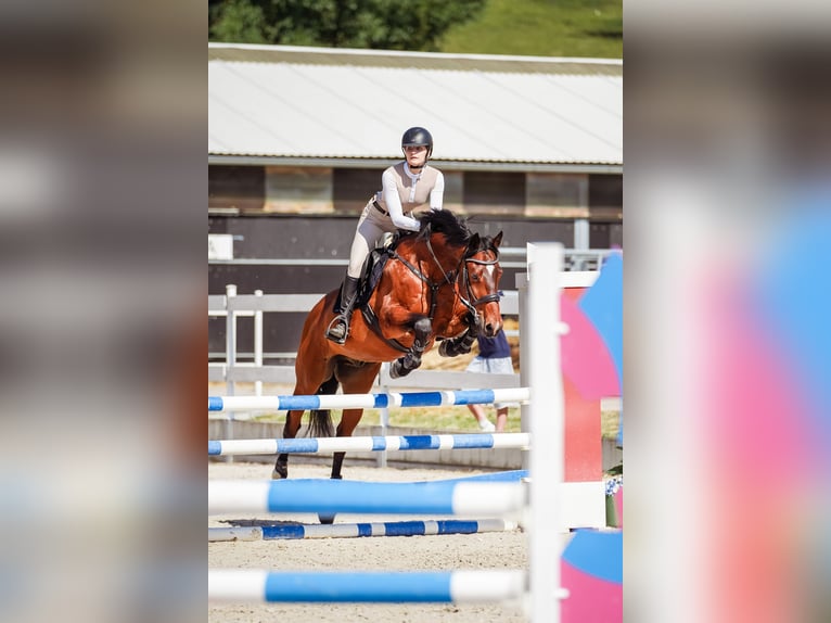 Warmblood eslovaco Caballo castrado 17 años 163 cm Castaño in Rajec, Slovakia