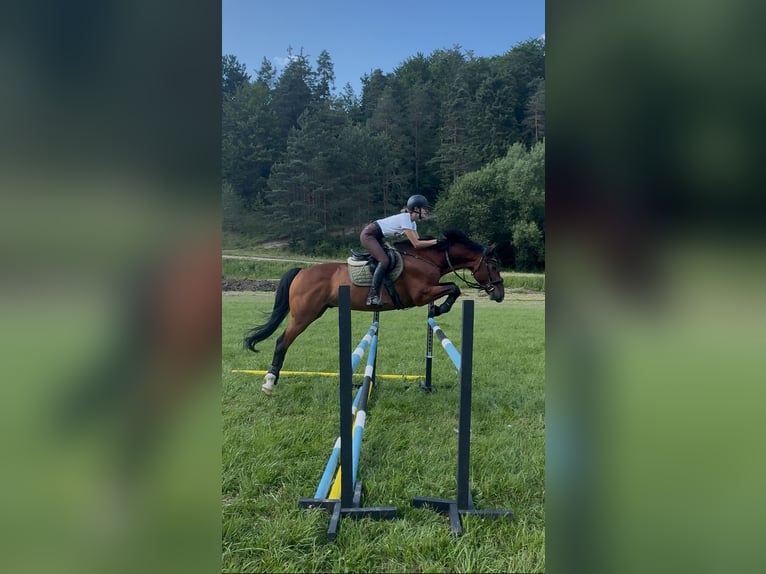 Warmblood eslovaco Caballo castrado 17 años 163 cm Castaño in Rajec, Slovakia