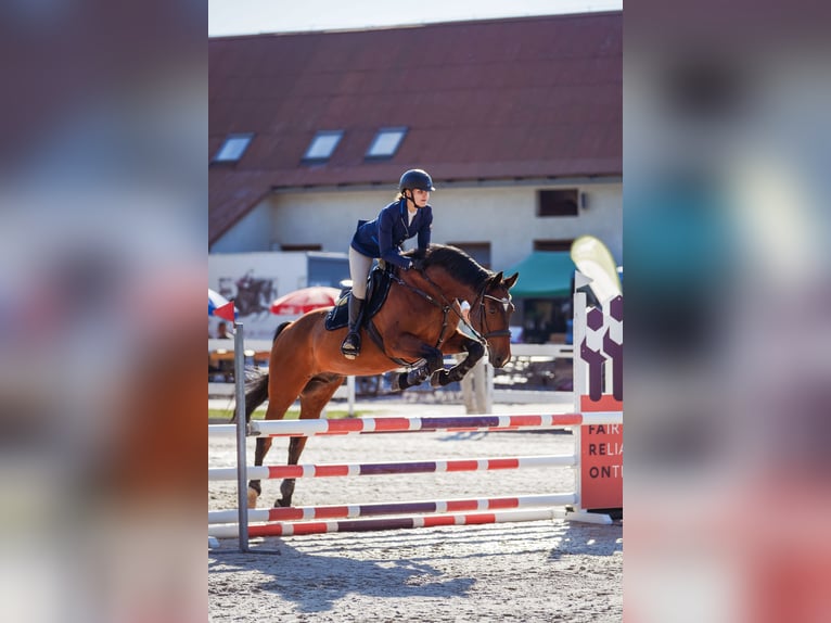 Warmblood eslovaco Caballo castrado 17 años 163 cm Castaño in Rajec, Slovakia