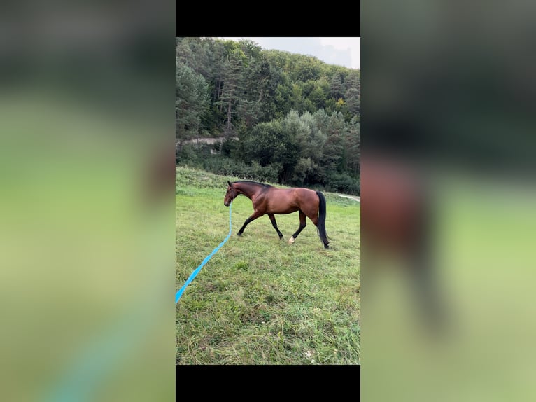 Warmblood eslovaco Caballo castrado 18 años 163 cm Castaño in Rajec, Slovakia