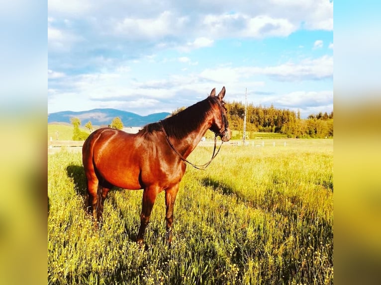 Warmblood eslovaco Caballo castrado 19 años 170 cm Castaño oscuro in Leoben