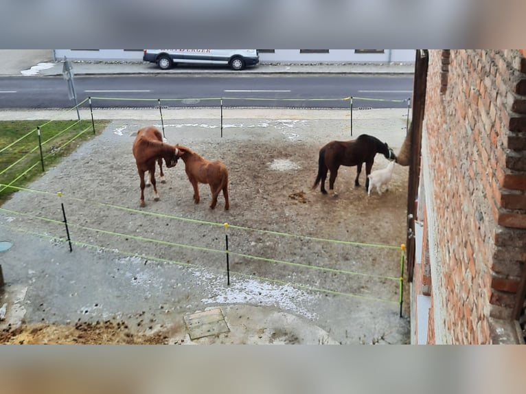 Warmblood eslovaco Caballo castrado 3 años 170 cm Alazán in Kimpling