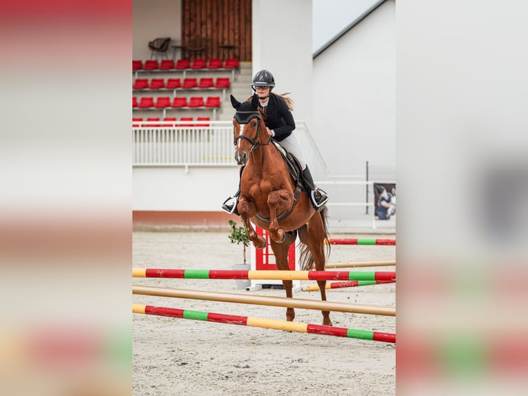 Warmblood eslovaco Caballo castrado 4 años 165 cm Alazán-tostado in V&#xED;g&#x13E;a&#x161;