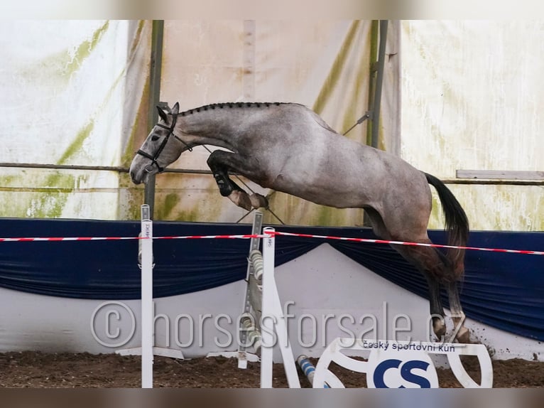 Warmblood eslovaco Caballo castrado 4 años 170 cm Tordo in Tyn nad Vltavou