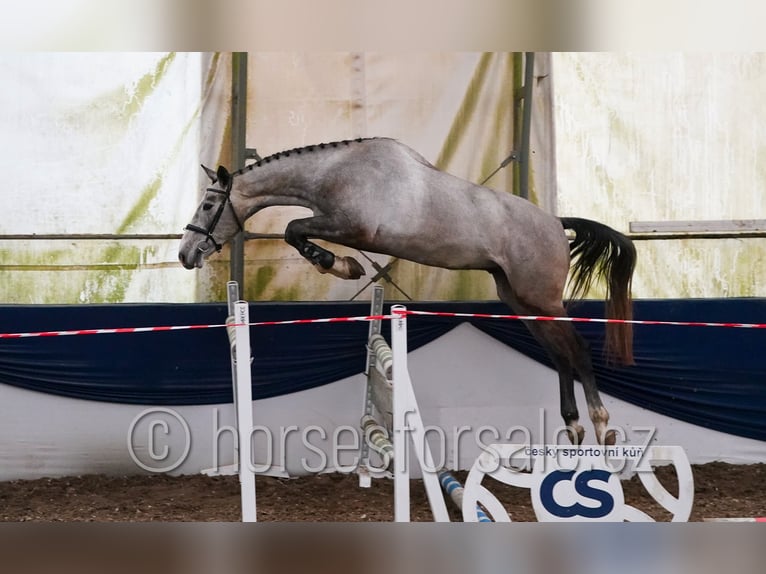 Warmblood eslovaco Caballo castrado 4 años 170 cm Tordo in Tyn nad Vltavou