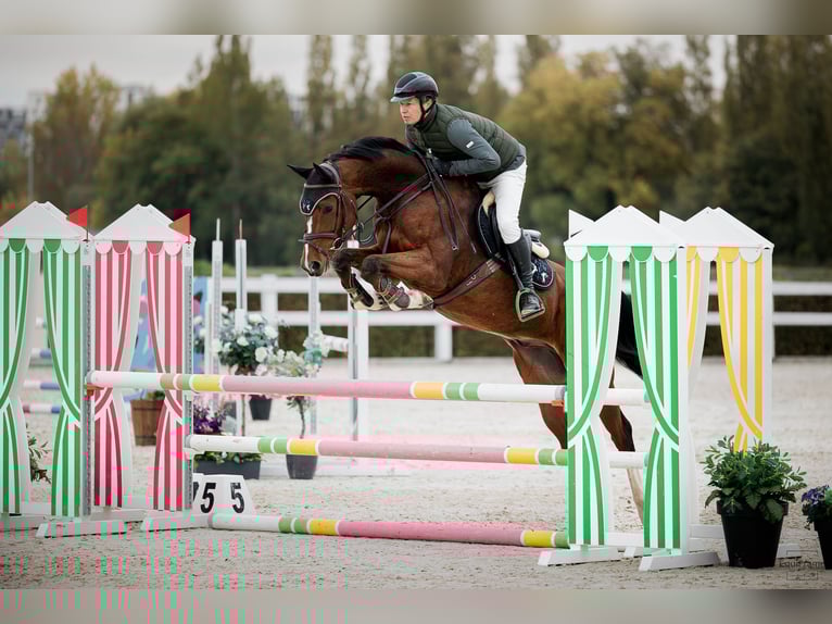 Warmblood eslovaco Caballo castrado 5 años 168 cm Castaño rojizo in Nučice