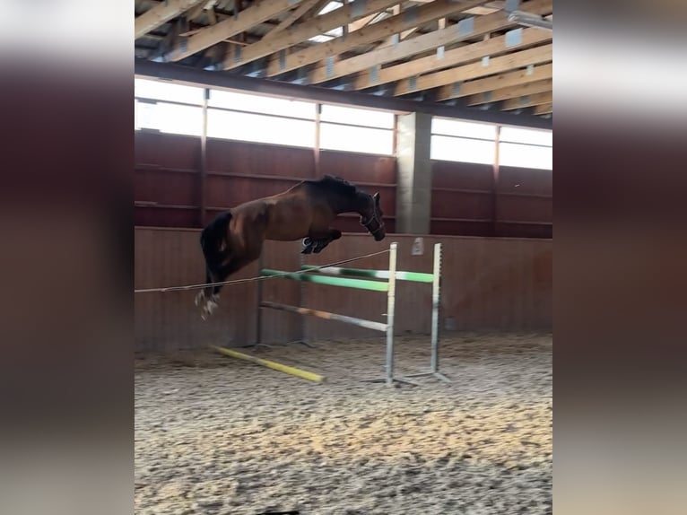 Warmblood eslovaco Caballo castrado 5 años 170 cm Castaño in Karlovy Vary