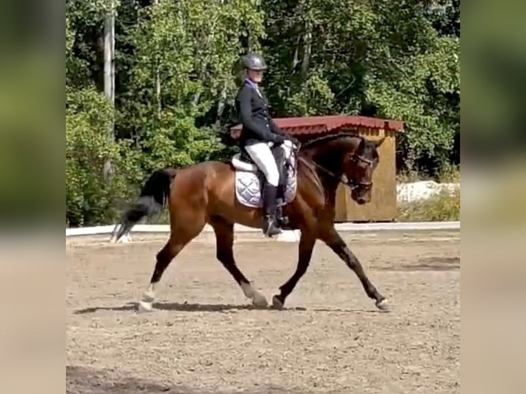 Warmblood eslovaco Caballo castrado 5 años 170 cm Castaño in Karlovy Vary