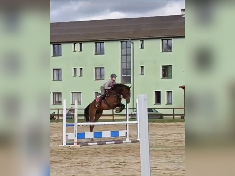 Warmblood eslovaco Caballo castrado 5 años 170 cm Castaño in Karlovy Vary