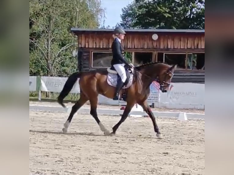 Warmblood eslovaco Caballo castrado 5 años 170 cm Castaño in Karlovy Vary