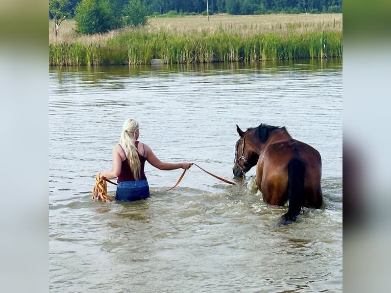 Warmblood eslovaco Caballo castrado 5 años 170 cm Castaño rojizo in Karlovy Vary