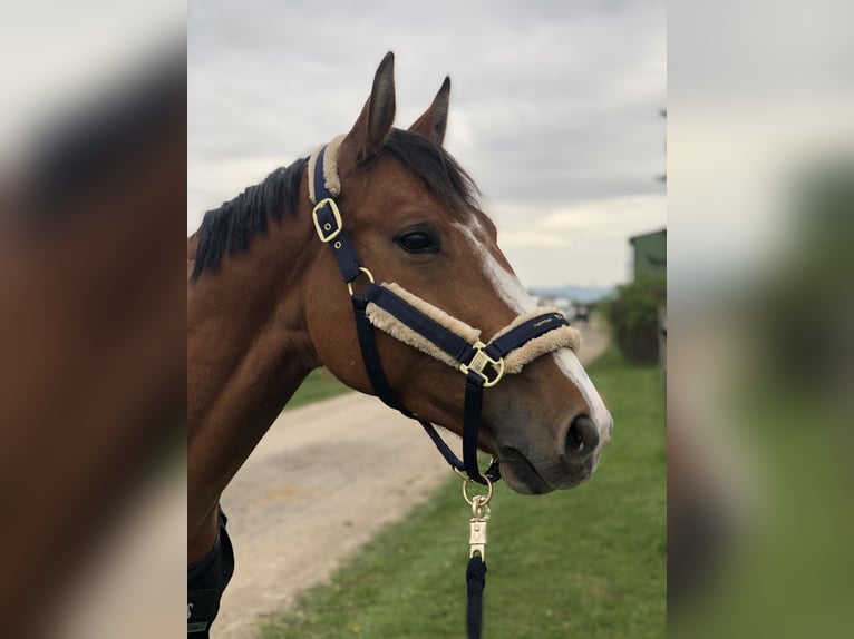 Warmblood eslovaco Caballo castrado 6 años 165 cm Castaño claro in St.Pölten