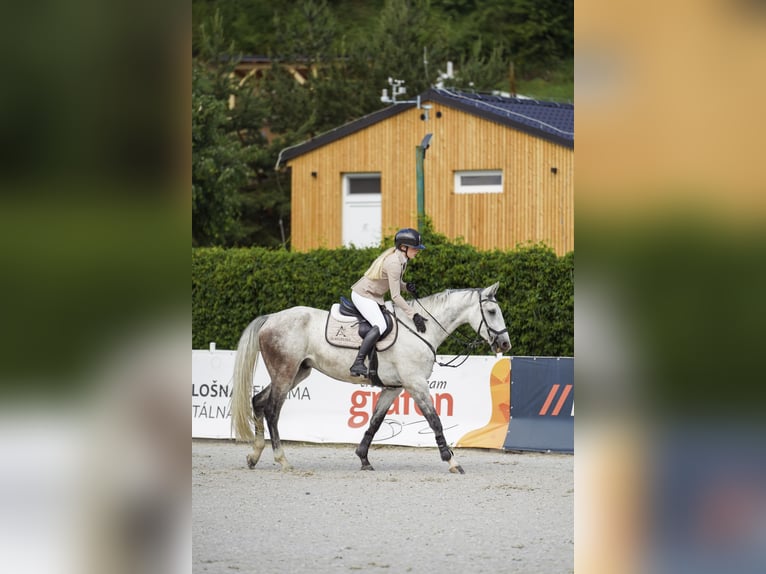 Warmblood eslovaco Caballo castrado 6 años 165 cm Tordo in Košice