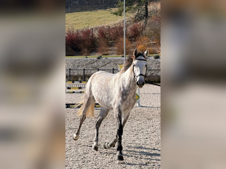 Warmblood eslovaco Caballo castrado 6 años 167 cm Tordo in Hôrka