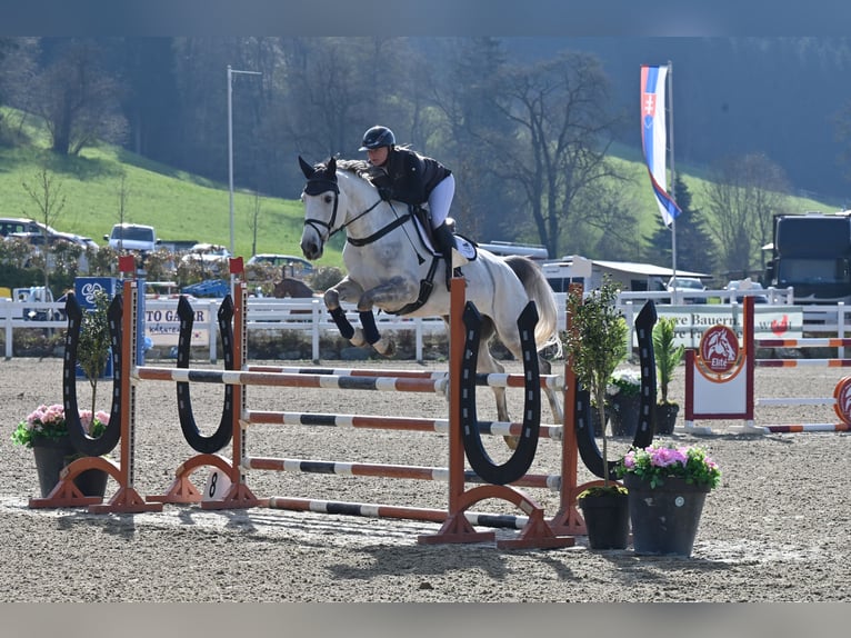Warmblood eslovaco Caballo castrado 6 años Tordo in Schiedlberg
