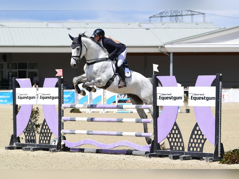 Warmblood eslovaco Caballo castrado 6 años Tordo in Schiedlberg