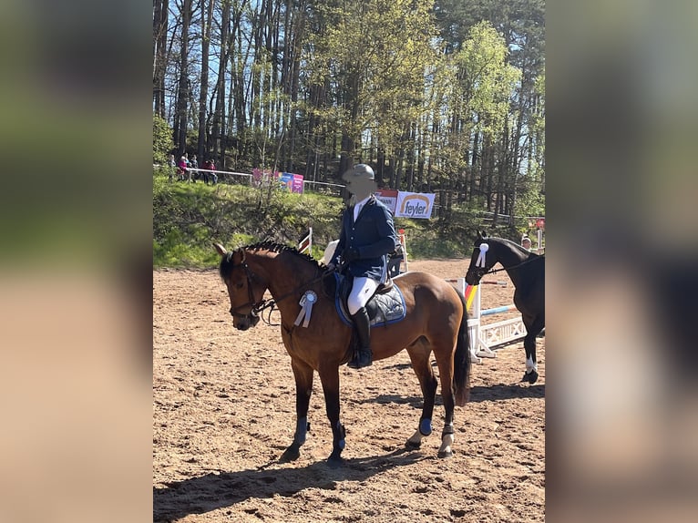 Warmblood eslovaco Caballo castrado 7 años 161 cm Castaño rojizo in Oberaurach