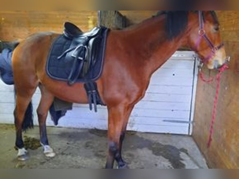 Warmblood eslovaco Caballo castrado 7 años 168 cm Castaño in Ganderkesee