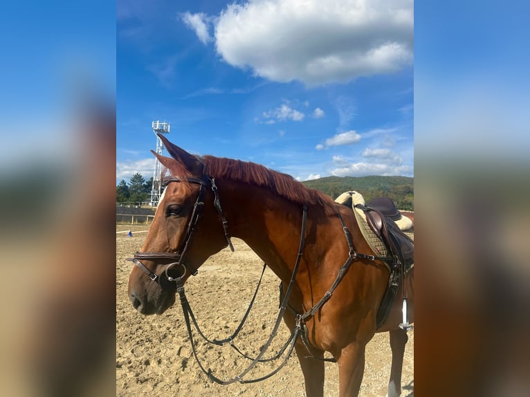 Warmblood eslovaco Caballo castrado 7 años 172 cm Alazán-tostado in Prievidza