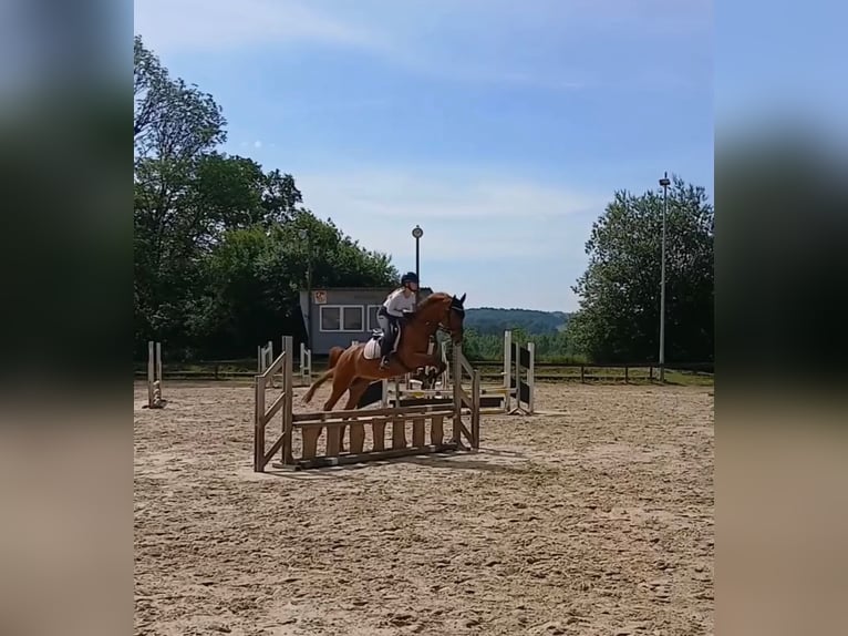 Warmblood eslovaco Caballo castrado 8 años 160 cm Alazán in Ibbenbüren