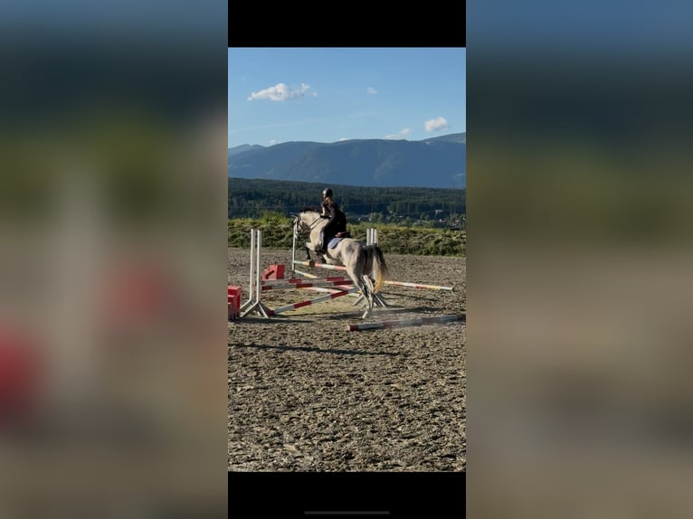 Warmblood eslovaco Caballo castrado 8 años 168 cm Tordo in Pogöriach