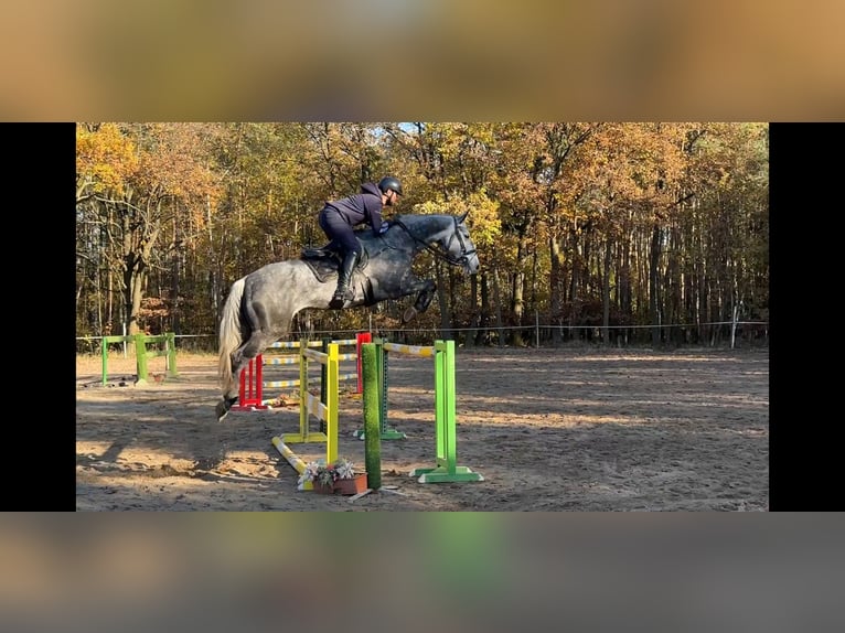 Warmblood eslovaco Caballo castrado 8 años 170 cm Tordo in Mladá Boleslav