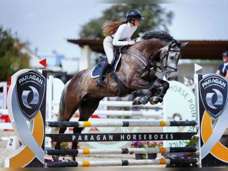 Warmblood eslovaco Caballo castrado 8 años 170 cm Tordo in Mladá Boleslav