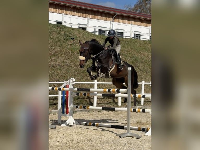 Warmblood eslovaco Caballo castrado 8 años 175 cm Castaño oscuro in Schladming
