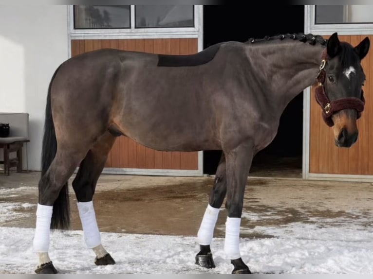 Warmblood eslovaco Caballo castrado 8 años 180 cm Castaño oscuro in Lassing