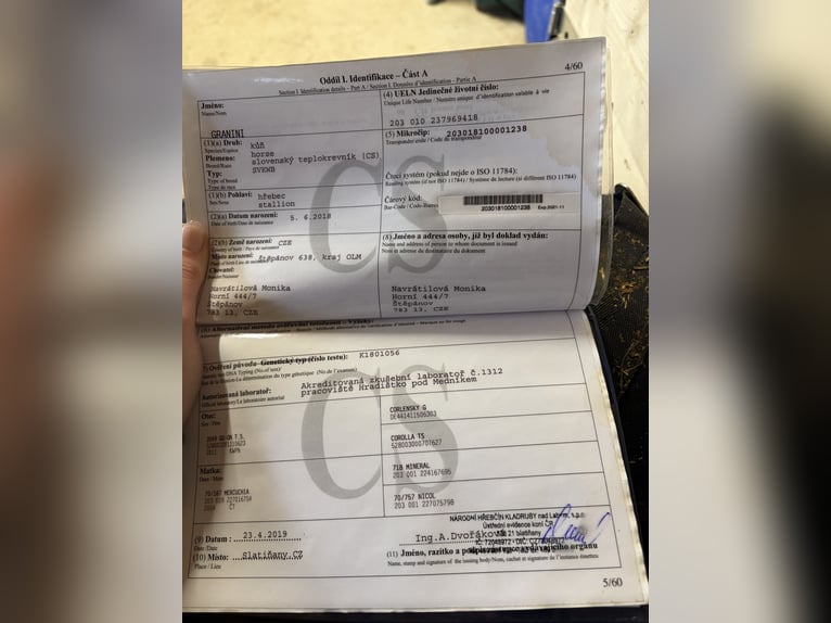 Warmblood eslovaco Caballo castrado 8 años 180 cm Castaño oscuro in Lassing