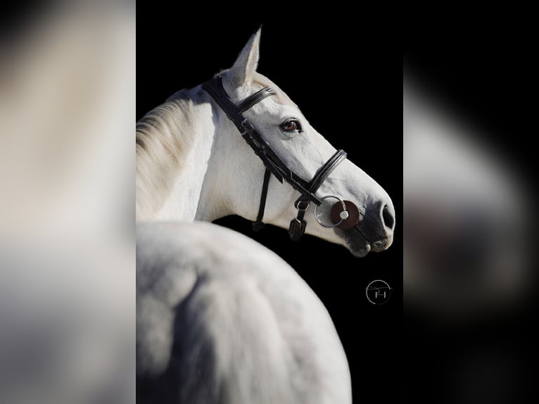 Warmblood eslovaco Yegua 10 años 165 cm Tordo in Košice