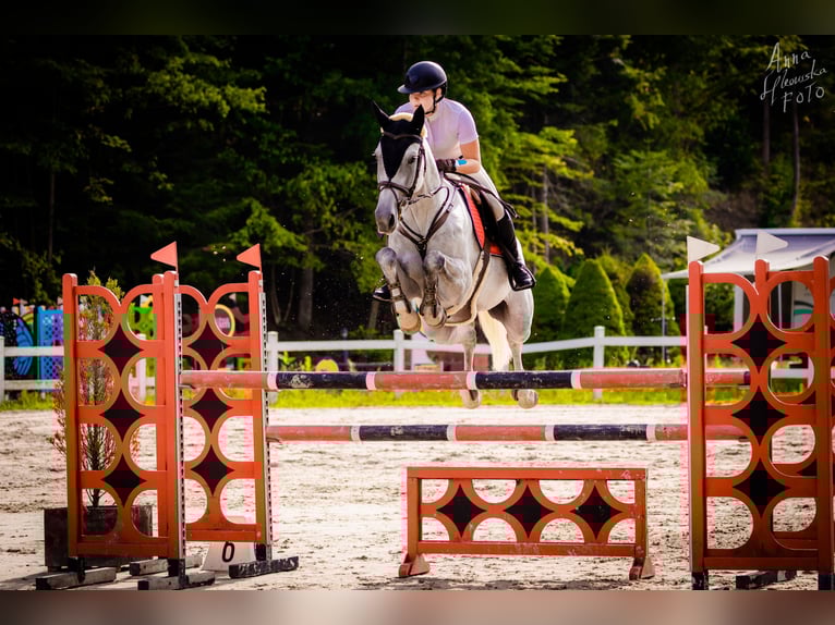 Warmblood eslovaco Yegua 10 años 165 cm Tordo in Košice