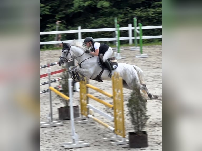 Warmblood eslovaco Yegua 10 años 165 cm Tordo in Košice