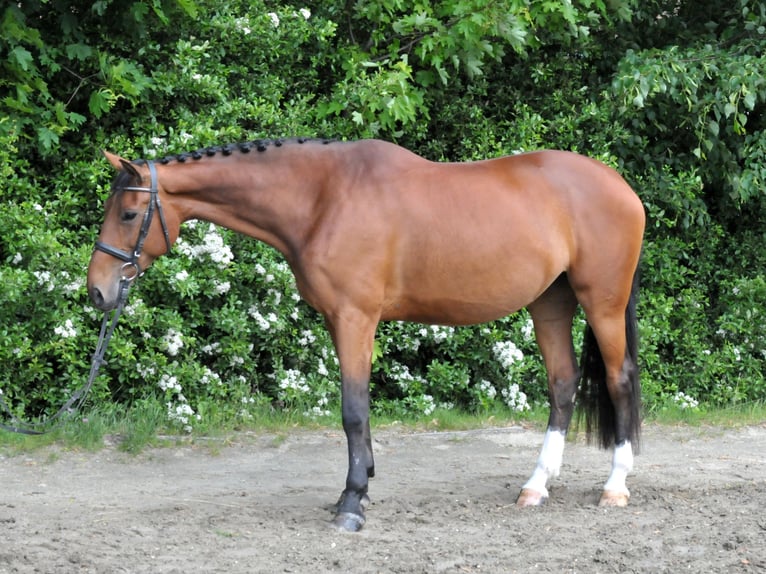 Warmblood eslovaco Yegua 10 años 172 cm Castaño in Schattendorf