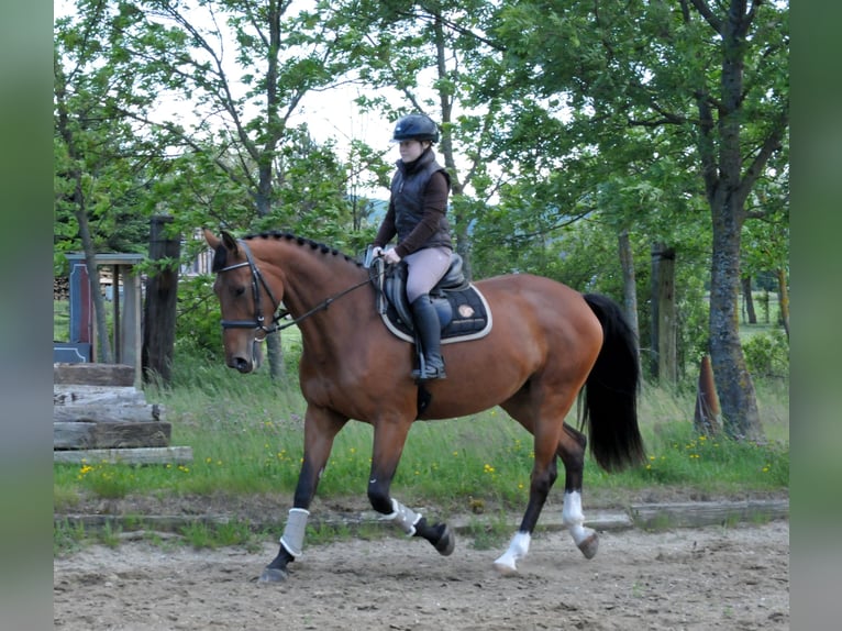Warmblood eslovaco Yegua 10 años 172 cm Castaño in Schattendorf