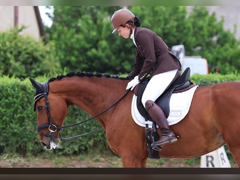 Warmblood eslovaco Yegua 10 años 172 cm Castaño in Schattendorf