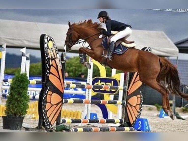 Warmblood eslovaco Yegua 11 años 165 cm Alazán in Orzesze
