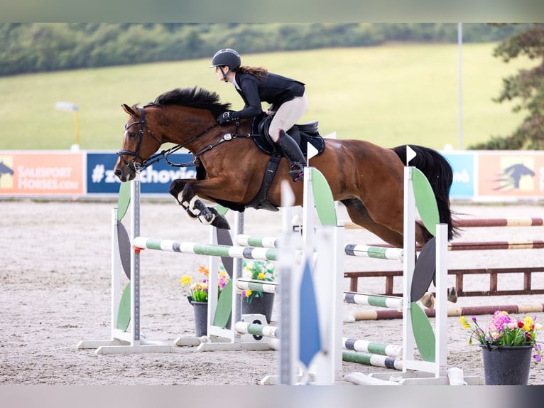 Warmblood eslovaco Yegua 11 años 165 cm Castaño in Lite&#x148;