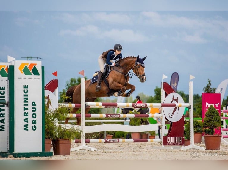 Warmblood eslovaco Yegua 11 años Alazán in Kr&#xE1;lovice