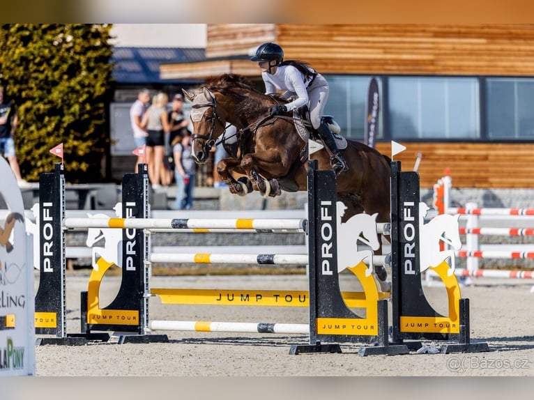 Warmblood eslovaco Yegua 11 años Alazán in Kr&#xE1;lovice