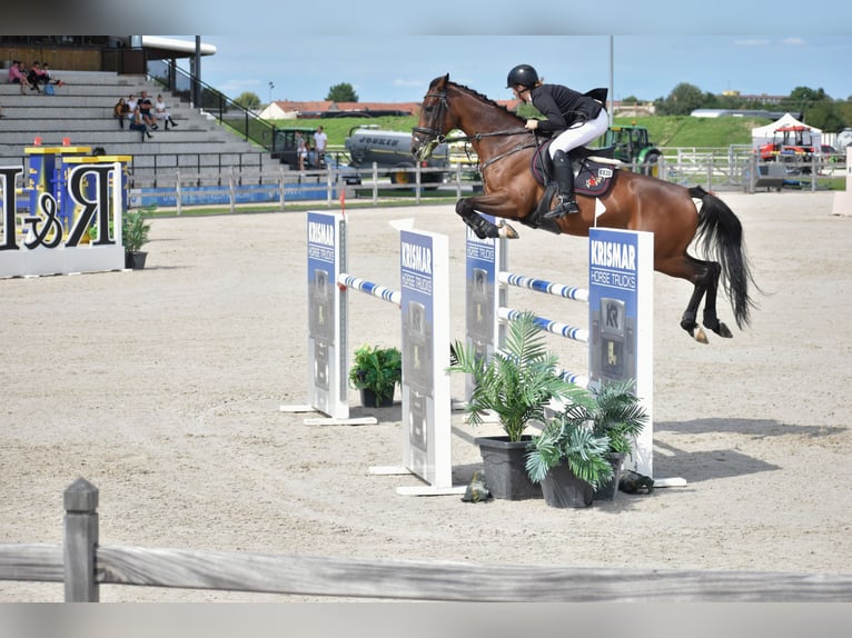 Warmblood eslovaco Yegua 12 años 165 cm Castaño rojizo in Kráľovce