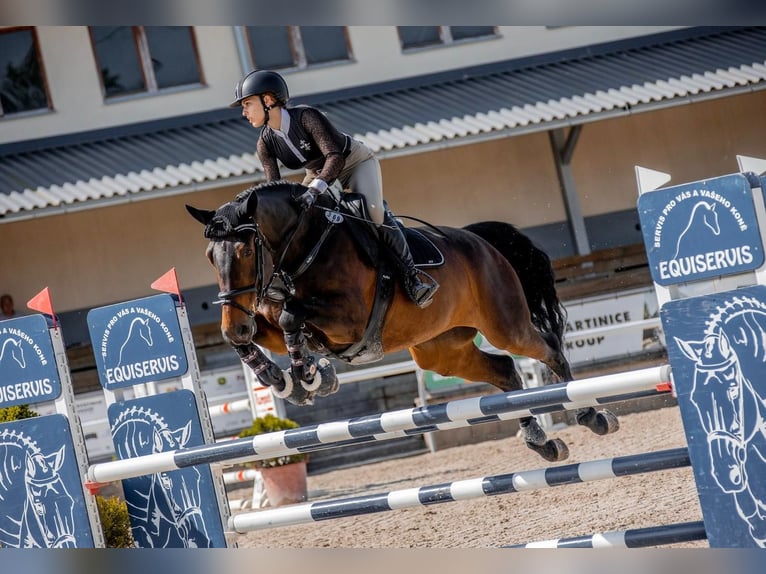 Warmblood eslovaco Yegua 12 años 167 cm Castaño in Pilsen