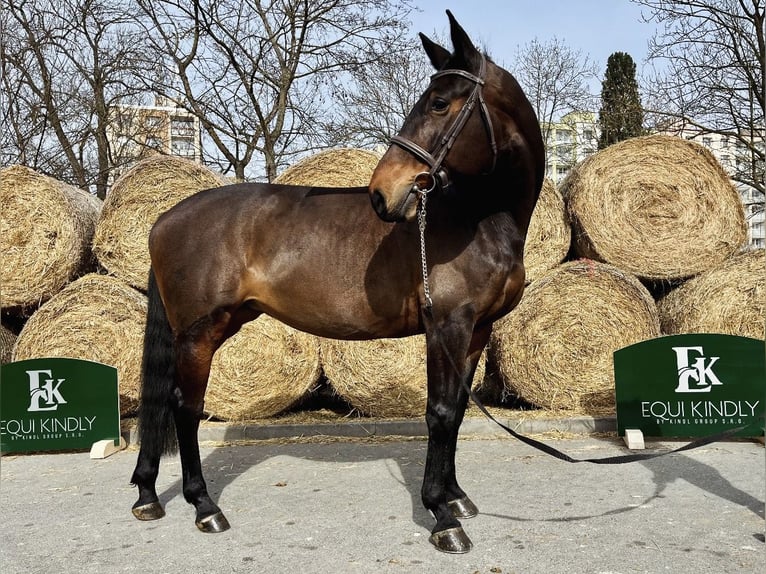 Warmblood eslovaco Yegua 12 años 167 cm Castaño in Prague